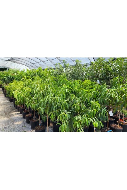 Персик колоновидний Медовий - саджанці в контейнері